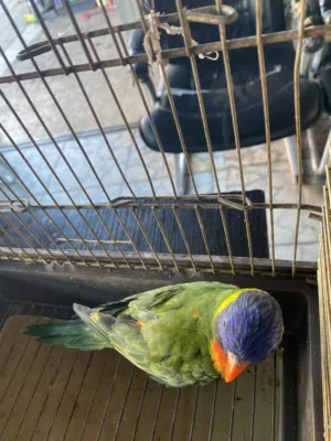 متاح حبه لوري أليفه