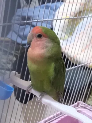 روز ذكر شغال