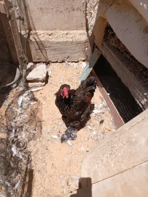 فروج نحاسي