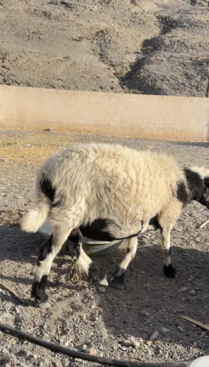 للبيع جعد عمانيات اصل بدون تهجين سمان وحدة تحتها كبش عمره اسبوعين والثانية عشار قريب تولد العد3