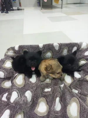 brand new Pomeranian puppies   just DM me for cool prizewe also make a special discount on f!