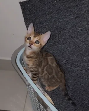 pure bengal kitten -female