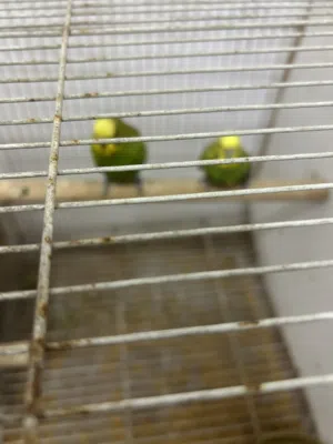 طير زينة (هند) بادجي