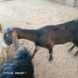 ‏ماعز‏0