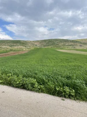 تملك الآن فقط بدينار واحد متر الارض ضمن اراضي العاصمة عمان في المملكة الأردنية