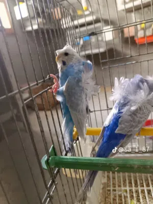 كوبية هكورمو