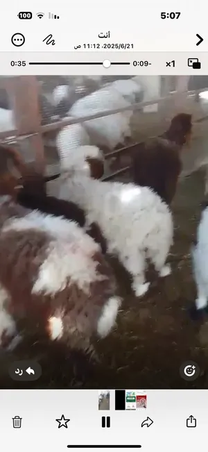 ‏غنم‏4