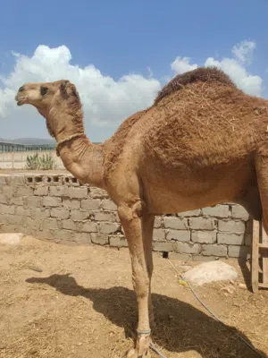 بعير للبيع