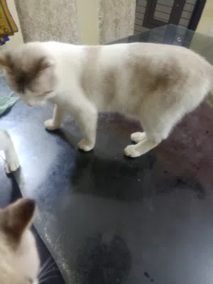 4 قطط شيرازي للبيع لظروف السفر