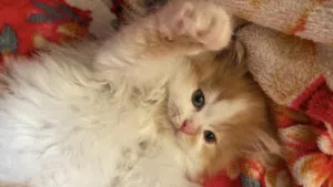 متاح للبيع كيتن بيرشن (ريد تابي باي كولور شيرازي بيور) ولد لون العسل المطلوب جداً - السكر "موكا"!