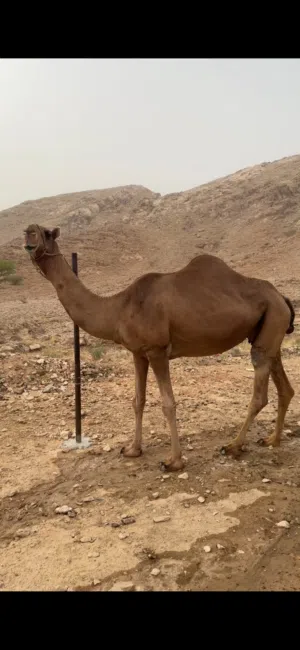 ناقه ناقه مدني من شهر 9 ما شاء الله