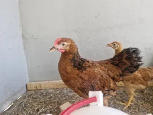 دجاج فرنسي الاحمر البياض بيور والابيض الفرنسي