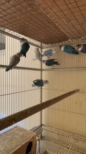 Love birds 11 pic sale