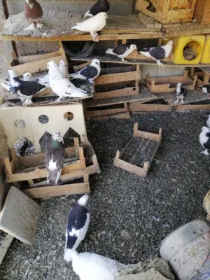 طيور ( حمام) للبيع