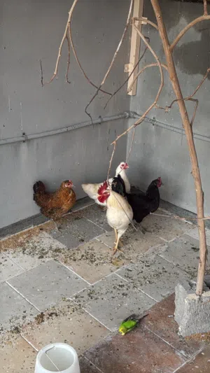 للبيع 3 دجاجات بحريني وديج