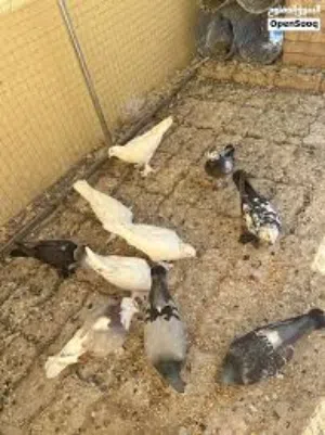 حمام للببع الوصف مهم