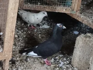 ثلاثة كوبيات  للبيع  زاجل و كوبية ذكر عربي خشين و انثى قلابة