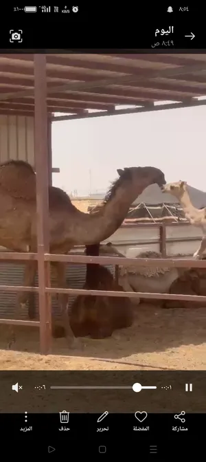 ‏أبل‏0