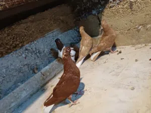 متاح 4 فراخ للبيع