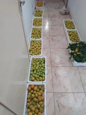 خوخة صفراء قص اليوم والان