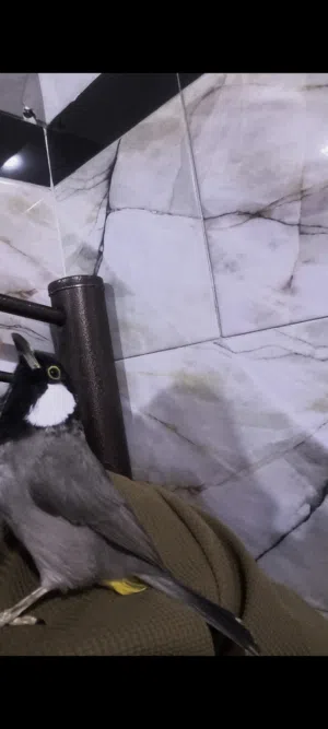 بلبل ربه طينه