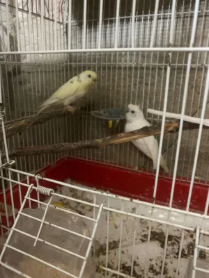 جوز حب وجوز فراخ للبيع