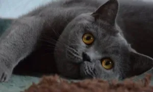 قطه بريطانيه شارتروه جميله هادئة ومحبه ورفيقه للمنزل