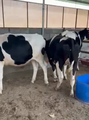 عجلات سمينات فوووول وهاديات تربيه او لذبح