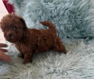 TOP quality Poodle puppies