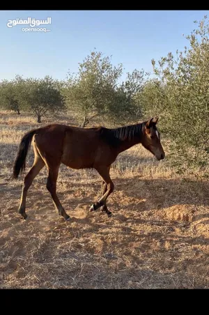 ‏خيل‏3