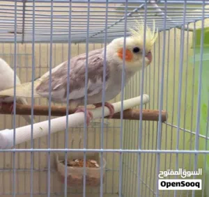 كوكتيل للبيع شوف الوصف