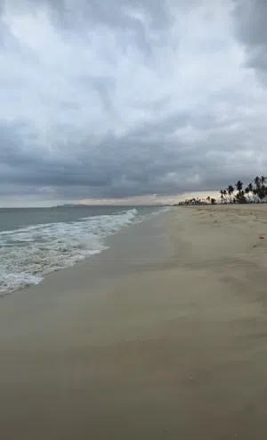 ابحث عن اي قطة صغيرة للتبني