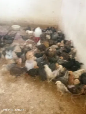صيصان بلدي وبراهمه اقرا النص عمان جاوا