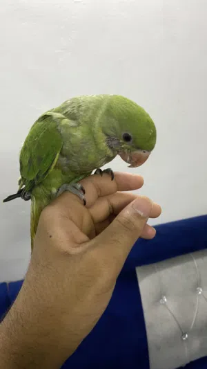 ببغاء دره للبيع اليف