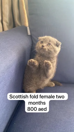 Scottish Straight 10 months
