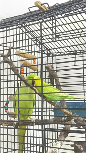 ببغاء درة ذكر شغال جاهز للتزاوج وريش كامل