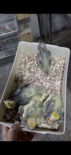 لبيع افراخ كوكتيل انتاجي. وحالين جوه امهاتن. اربع قطع