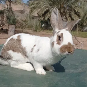 وائل عكريم T