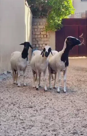 نعاج هجين للبيع