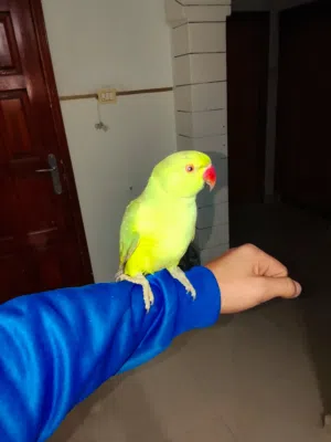 ببغاء درارة مدرب للبيع