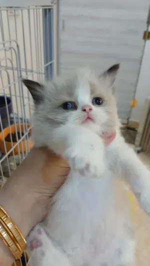 كيتن راغدول بيور  شهر ونص