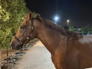 خيل فحل عربي
