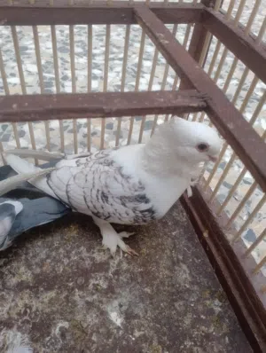 طيور ستلايت نقشه ولا غلطه