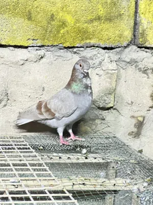 متاح فحل ارفلي للبيع