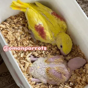 حيدر omanparrots 