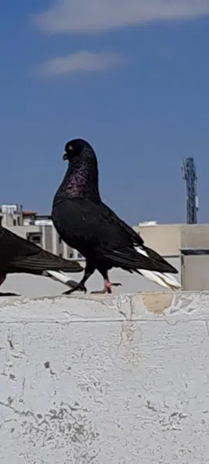 3 طيور كش ومخلف اسود ابن كشامرة مش مكروش