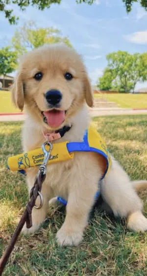 Dogs for sale