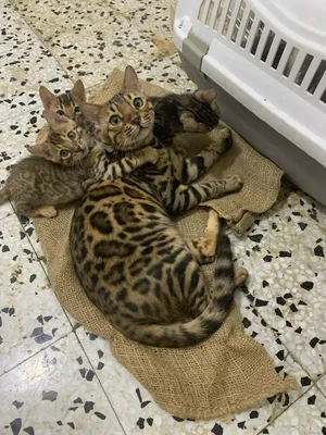 Bengal Kitten Male And Female For Sale