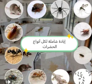 رش مبيد الحشرات بالدمام