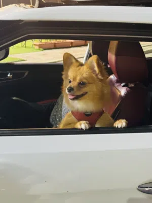 كلبه بومرينيان عمرها 11 شهر اماره ابو ظبي 3000